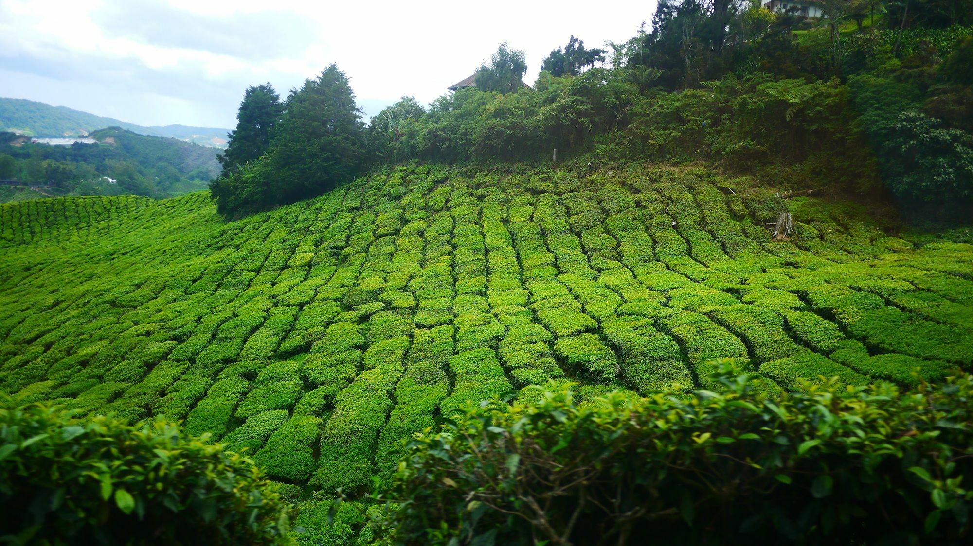 Zetter Suites @ Cameron Cameron Highlands Eksteriør bilde